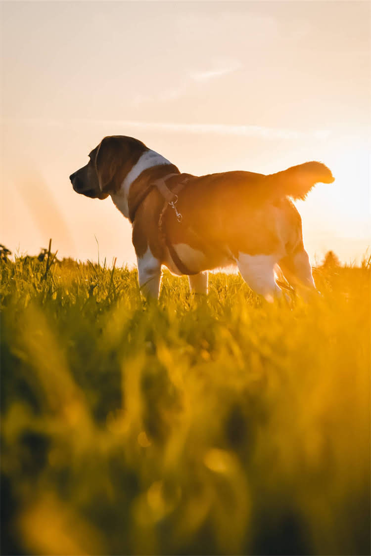 图片 给小狗测体温全攻略：3步操作+常见误区，新手必看！2.jpg