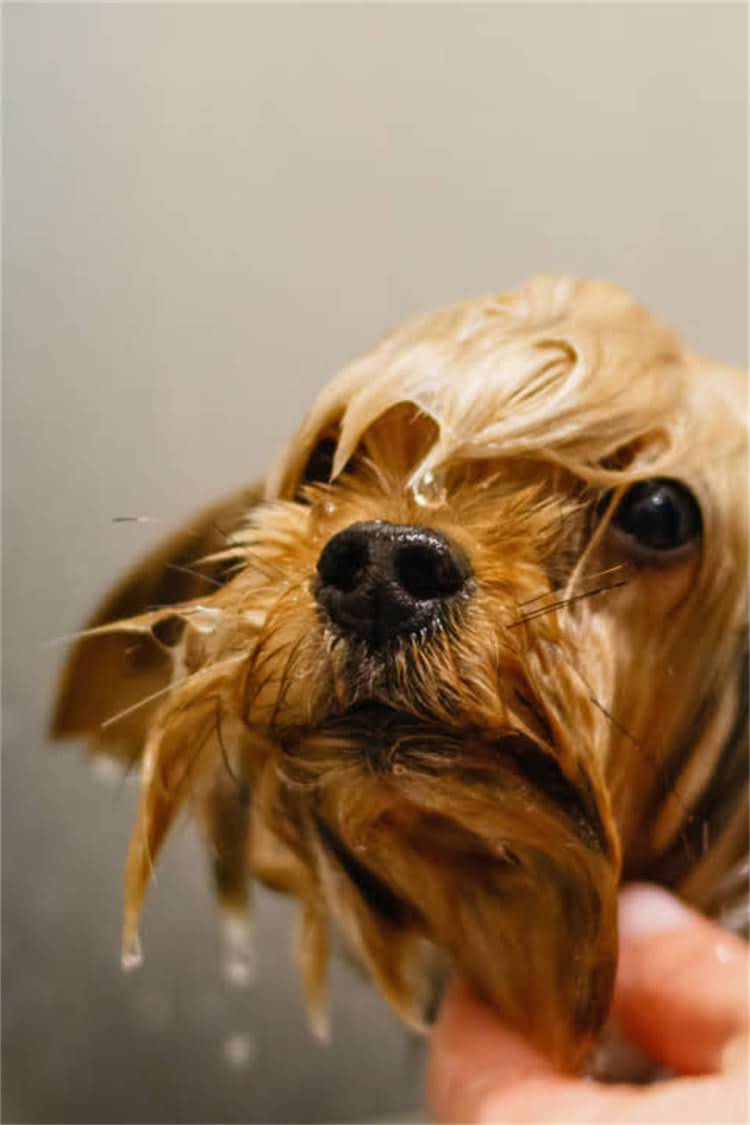 图片 维洛司猫粮致猫肿瘤？深度调查揭示宠物食品安全隐患及选购指南2.jpg