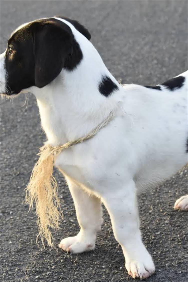 图片 网上购买哈士奇被骗血泪史：最新防骗指南与维权全攻略（附真实案例）1.jpg