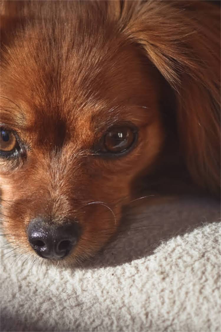 图片 罗威纳犬与德牧犬体重对比分析：体型差异对饲养管理的实际影响2.jpg