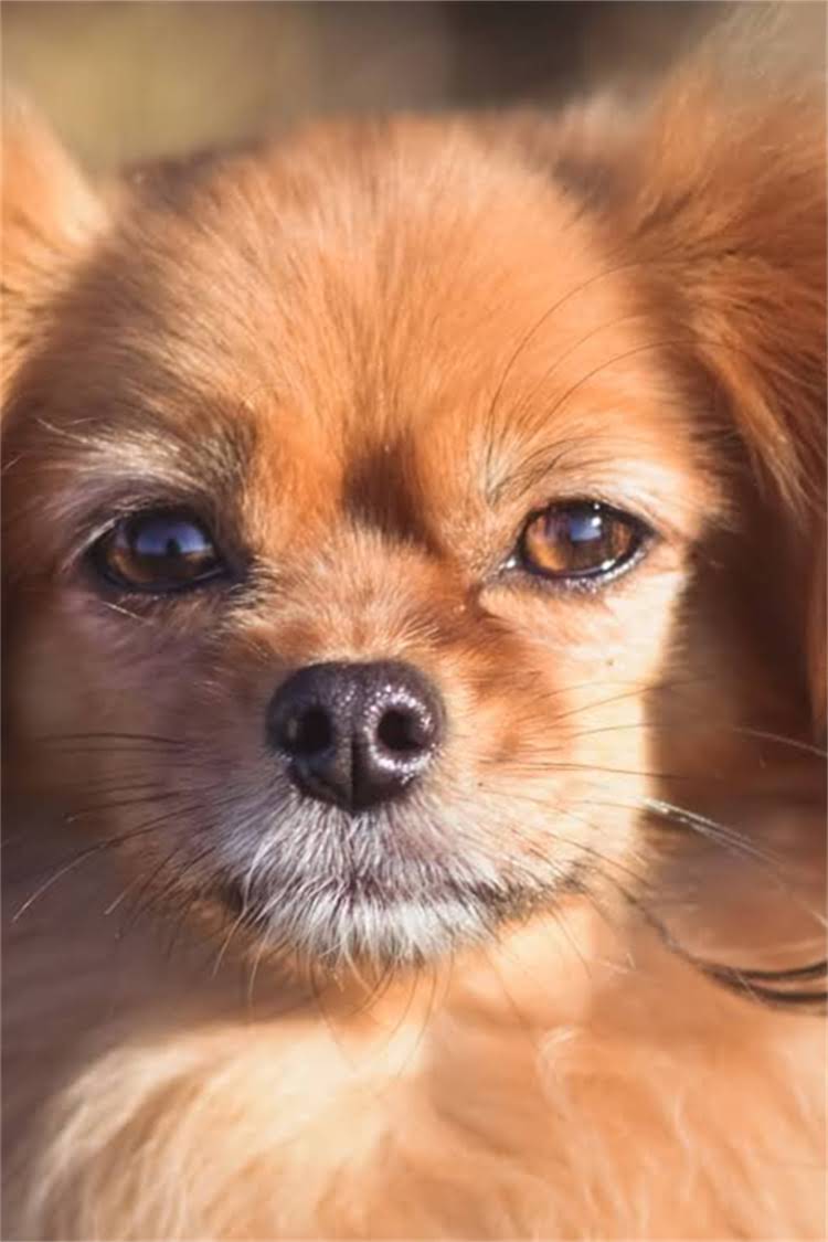 图片 罗威纳犬训练教程（新手必看）｜科学方法纠正坏习惯，3步打造服从性高的伴侣犬1.jpg