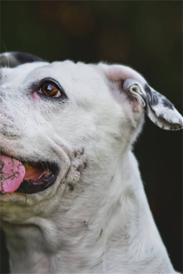 图片 罗威纳犬训练教程（新手必看）｜科学方法纠正坏习惯，3步打造服从性高的伴侣犬2.jpg
