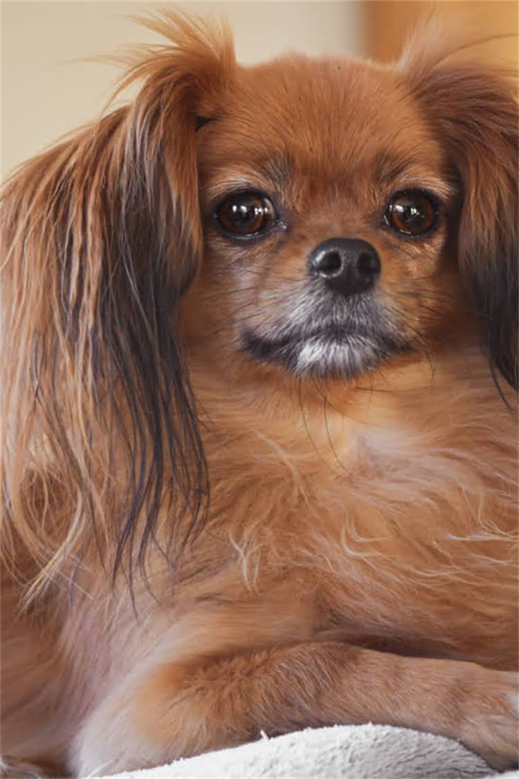 图片 罗威纳犬选购全攻略：从外貌到性格如何正确挑选健康幼犬？2.jpg