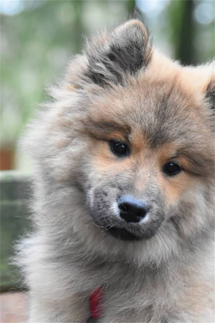 图片 美国GO狗粮怎么样？深度测评优缺点及选购指南.jpg