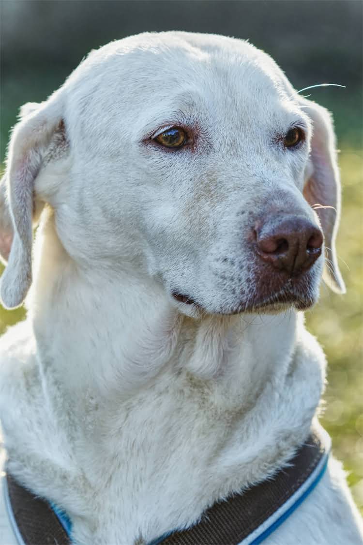 图片 美国GO狗粮怎么样？深度测评优缺点及选购指南2.jpg