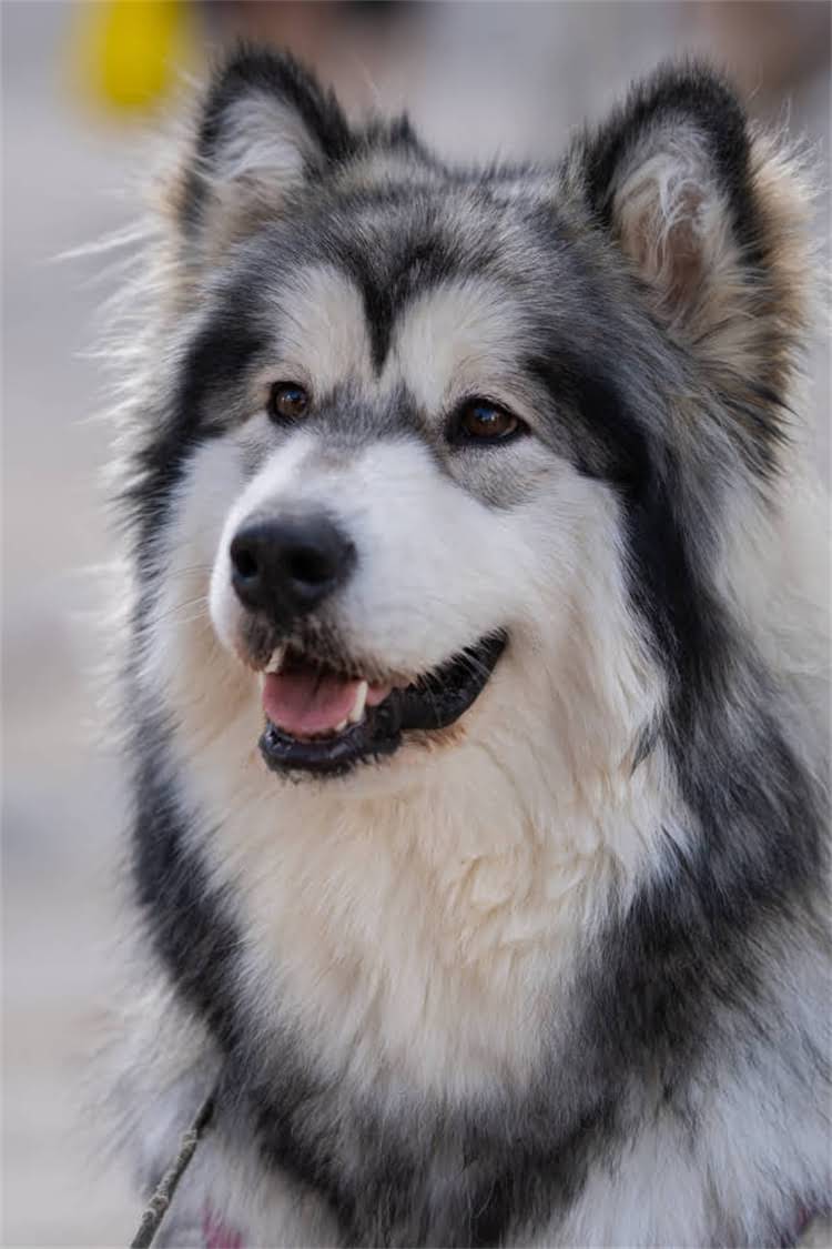 图片 美国希尔斯猫粮官网正品入口：科学配方+进口猫粮推荐，宠物营养专家热门款.jpg