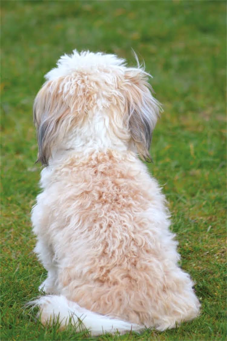 图片 美国希尔斯猫粮官网正品入口：科学配方+进口猫粮推荐，宠物营养专家热门款1.jpg