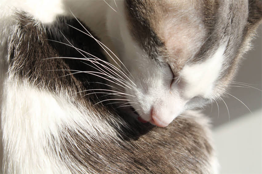 图片 美国希尔斯猫粮真实测评：优缺点全，养猫人必看选购指南2.jpg