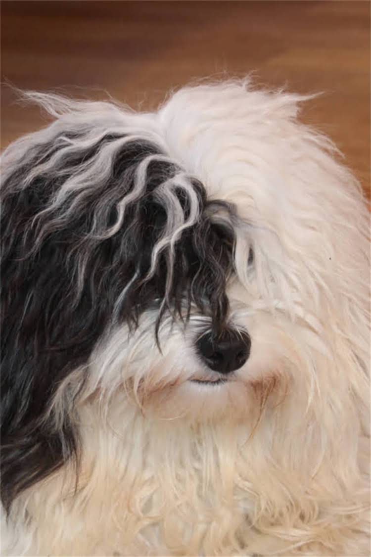 图片 美国恶霸犬×北京犬混血特性全：品种对比、遗传基因与健康养护指南.jpg