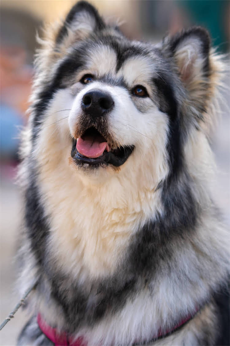 图片 美国恶霸犬×北京犬混血特性全：品种对比、遗传基因与健康养护指南1.jpg