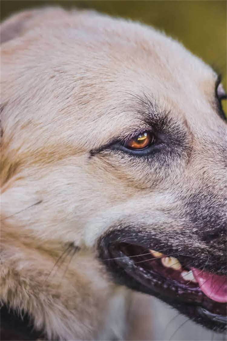 图片 美国恶霸犬×北京犬混血特性全：品种对比、遗传基因与健康养护指南2.jpg