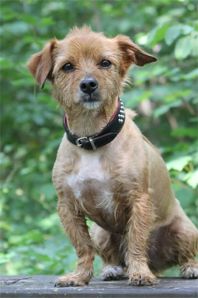 图片 美国樱桃色拉布拉多犬：导盲犬天选之材的品种与饲养指南2.jpg