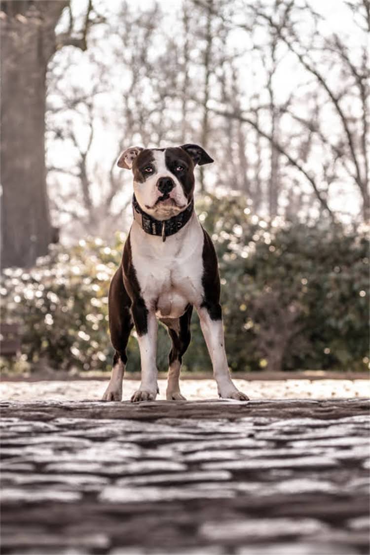 图片 美国猫粮推荐排行榜TOP10！附避坑指南+选购技巧（附实测对比）2.jpg