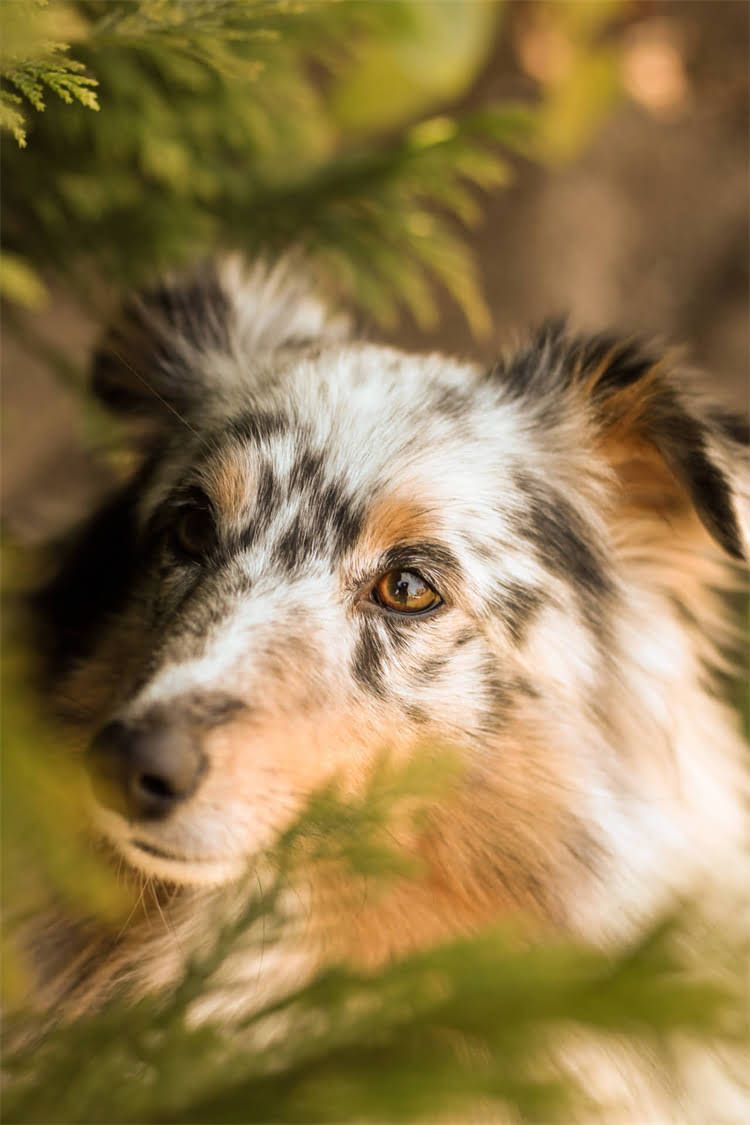 图片 美国纯种血统比特犬多少钱？最新饲养指南及品种全.jpg
