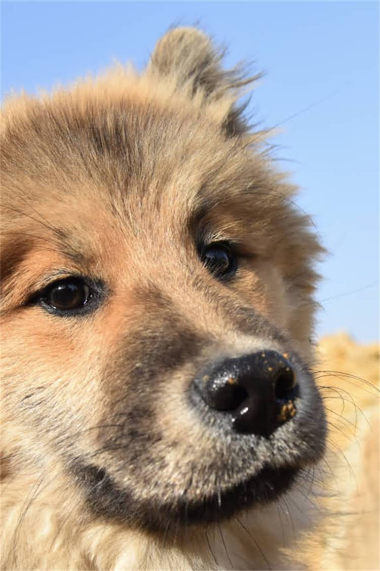 图片 美国纯种血统比特犬多少钱？最新饲养指南及品种全1.jpg