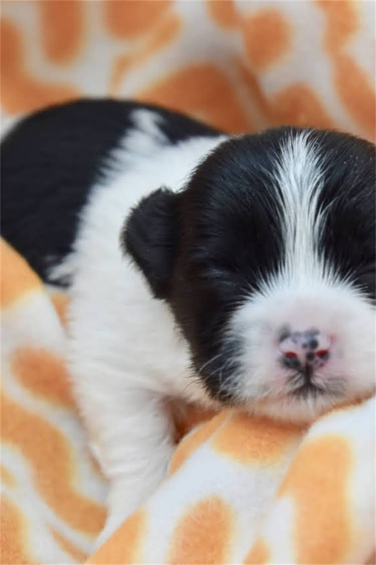 图片 美短幼猫吃什么猫粮？5大科学喂养指南+专业品牌测评，新手家长必看.jpg