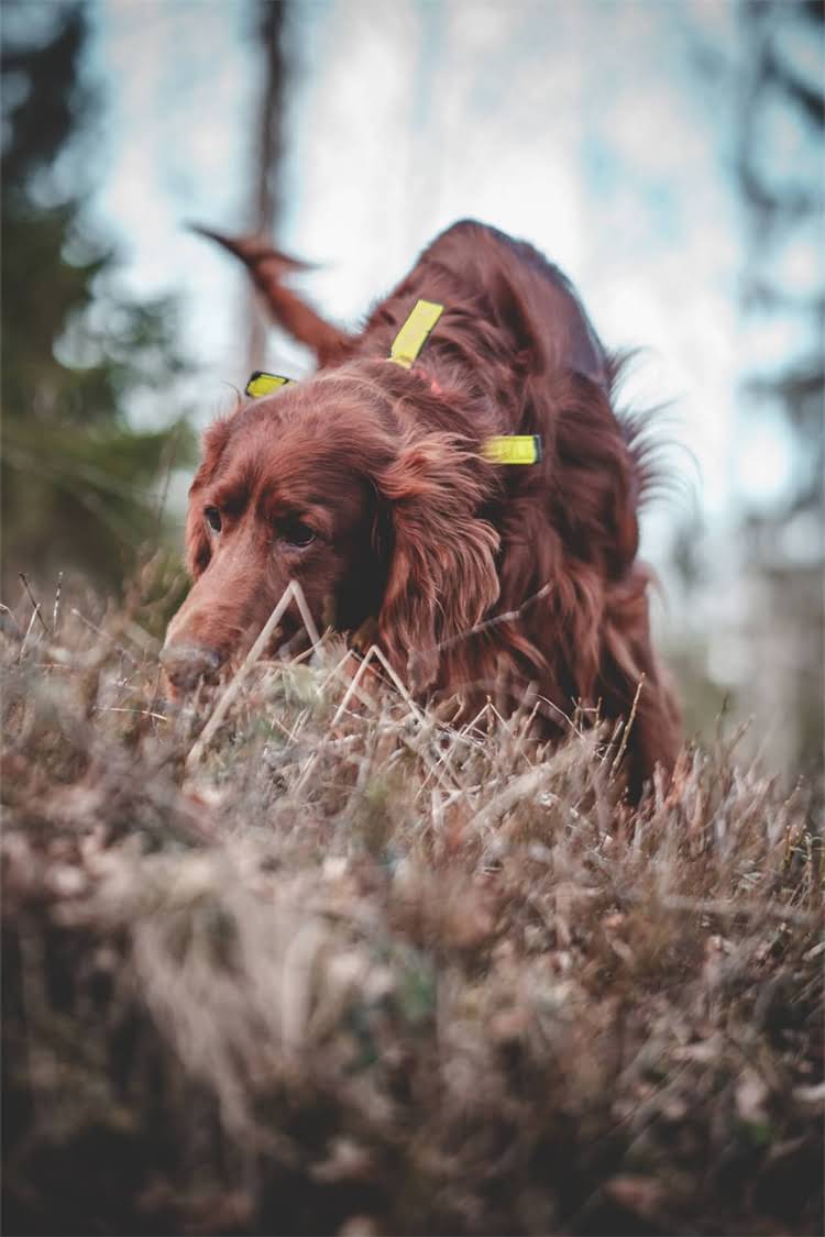 图片 美系博美多少钱一只？最新价格表及选购指南1.jpg