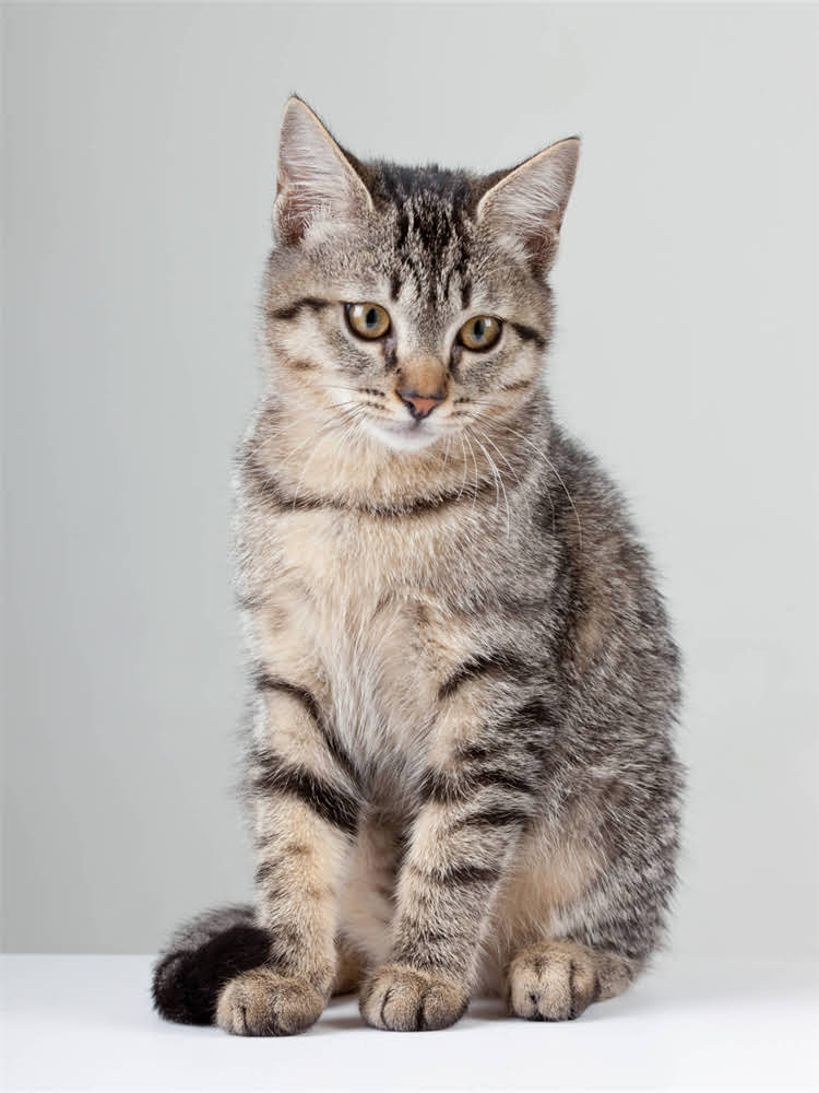 图片 老年吉娃娃科学饮食指南：6大营养要点与推荐食谱（附喂养禁忌）.jpg