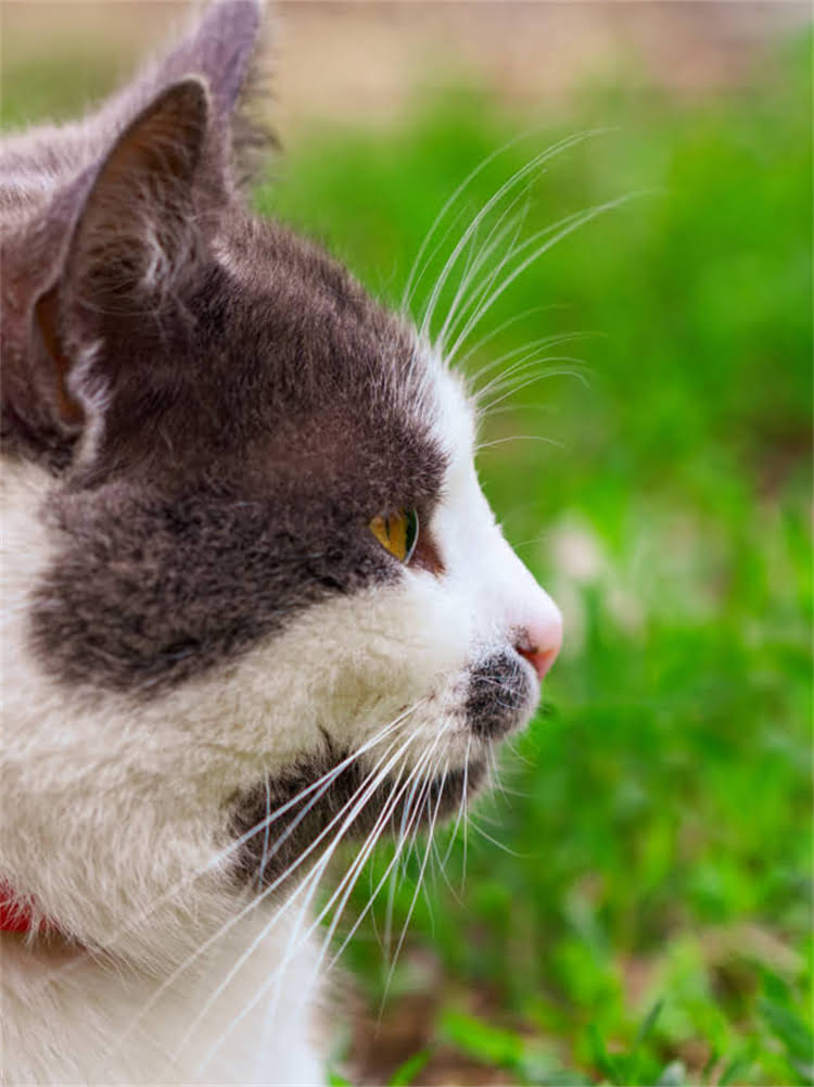 图片 老年吉娃娃科学饮食指南：6大营养要点与推荐食谱（附喂养禁忌）1.jpg