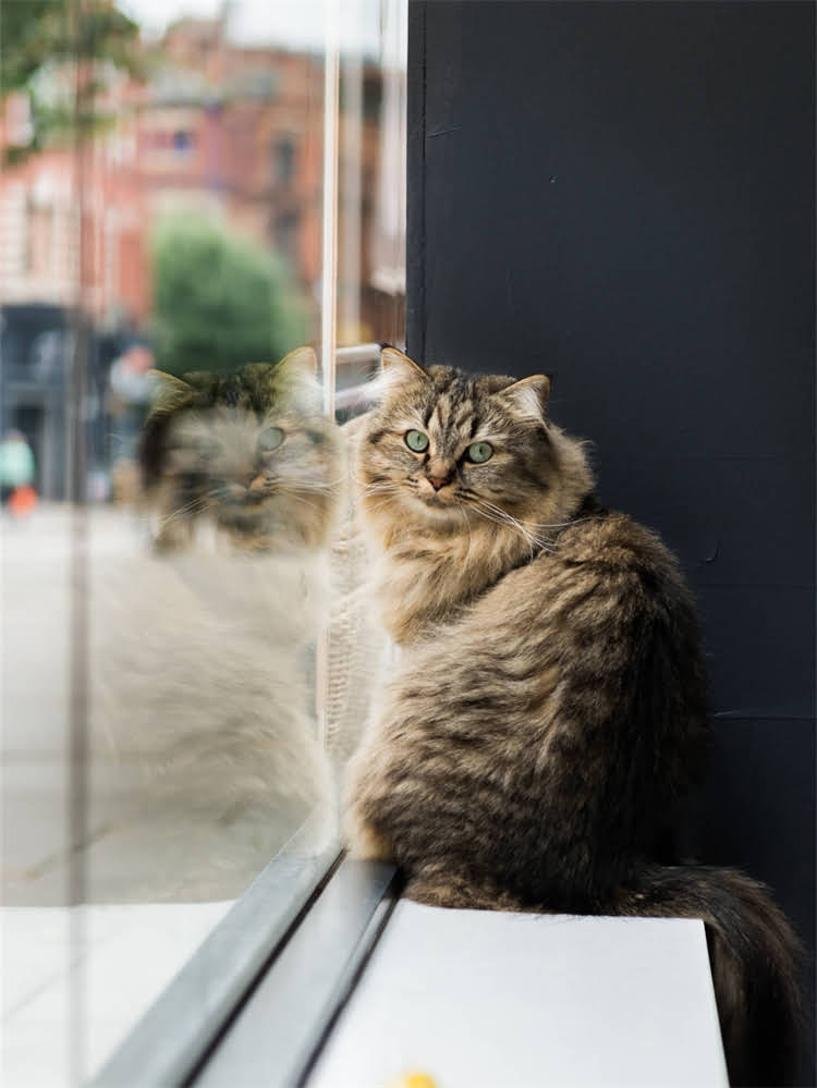 图片 老年吉娃娃科学饮食指南：6大营养要点与推荐食谱（附喂养禁忌）2.jpg