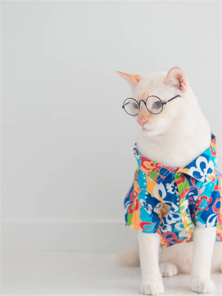 图片 聊城迷你型雪纳瑞：本地热门宠物推荐与饲养全攻略1.jpg