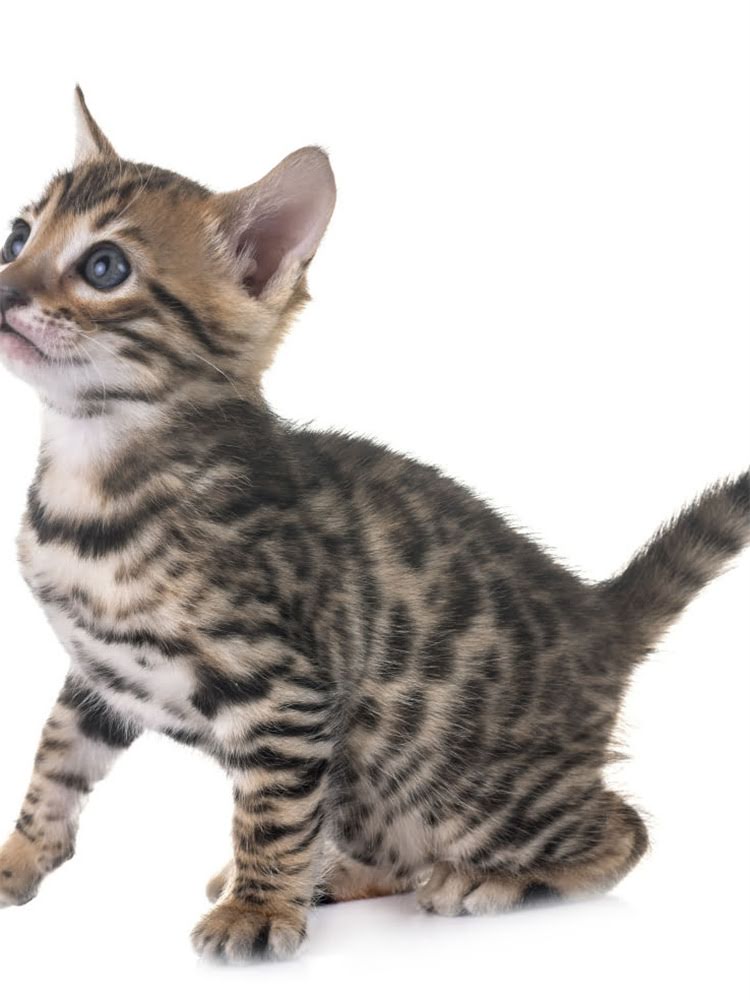 图片 肠胃调理专用粮推荐：XX品牌科学配方解决猫咪消化不良的3大核心优势（附选购指南）.jpg