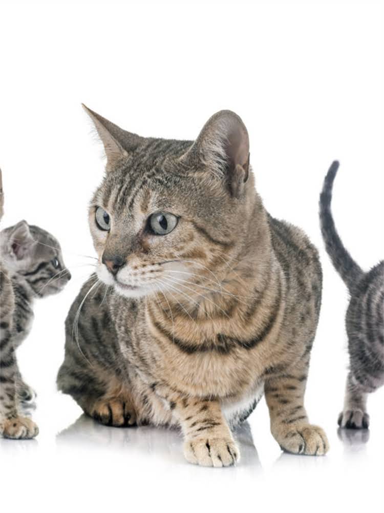 图片 肠胃调理专用粮推荐：XX品牌科学配方解决猫咪消化不良的3大核心优势（附选购指南）1.jpg