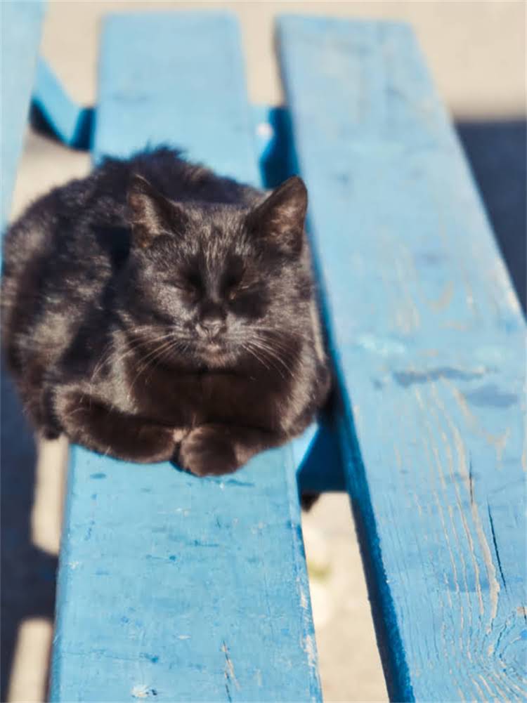 图片 肠胃调理必看！猫粮红黑榜+科学喂养指南，3周养出健康肠胃（附真实改善案例）🐾2.jpg