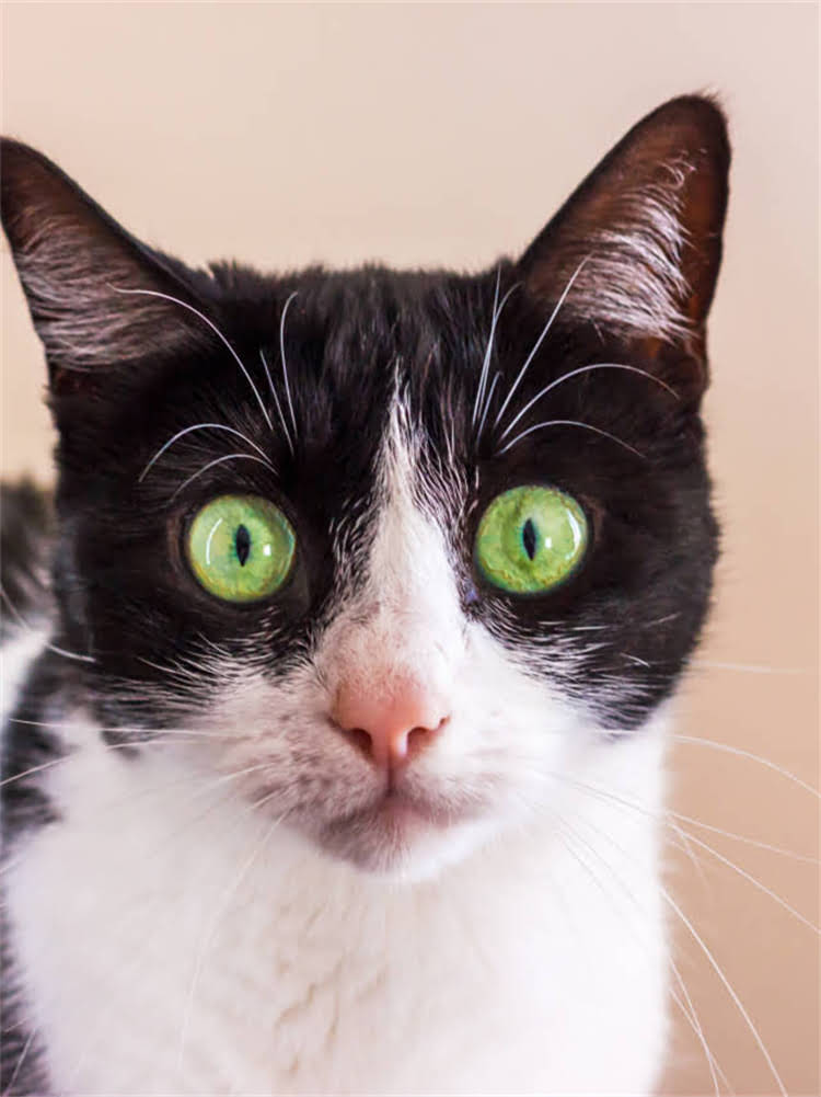 图片 腊肠犬抓老鼠需要训练吗？3大关键训练法+常见误区（附科学养犬指南）.jpg