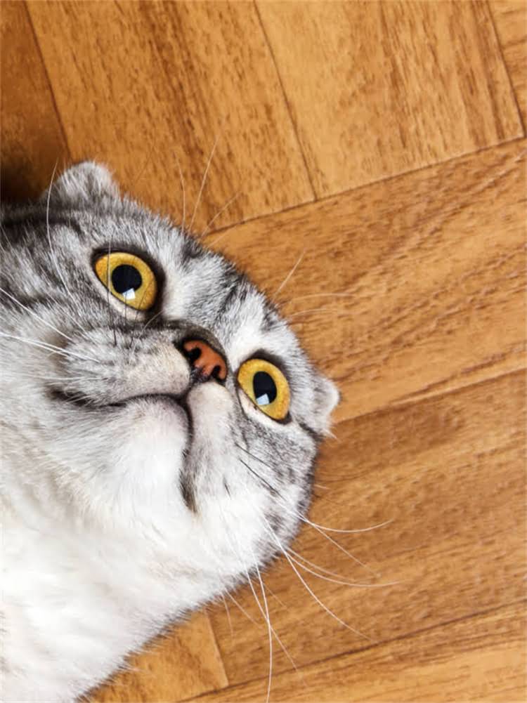 图片 腊肠犬抓老鼠需要训练吗？3大关键训练法+常见误区（附科学养犬指南）2.jpg