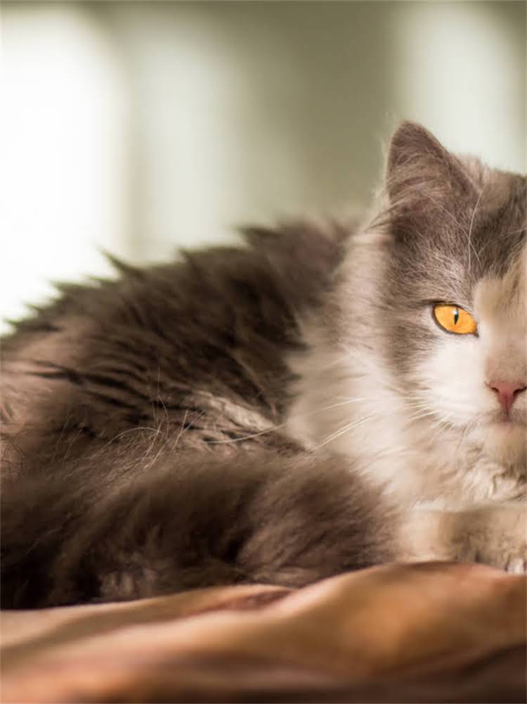 图片 自制狗狗安全狗粮全攻略：科学配方+常见误区+营养配比详细教程2.jpg