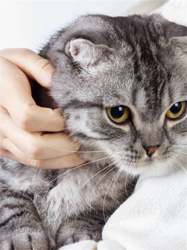 图片 自制猫饭vs商业猫粮哪个更优？科学对比与选购指南.jpg