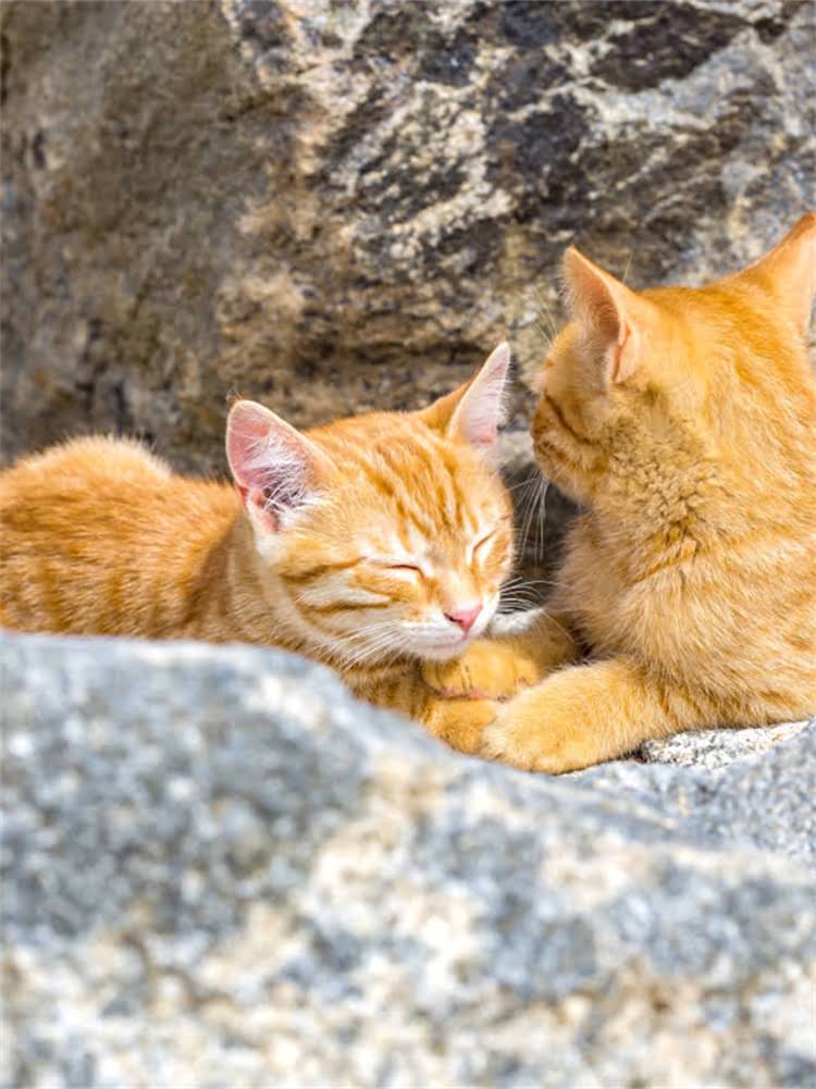 图片 自制猫饭vs商业猫粮哪个更优？科学对比与选购指南2.jpg