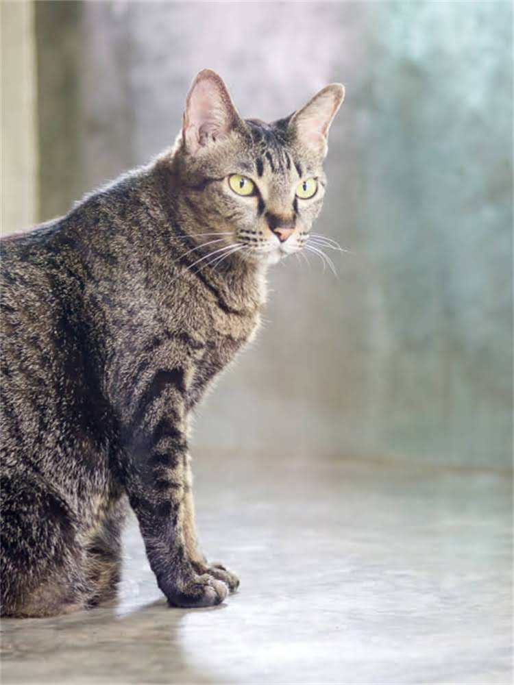 图片 自制金毛成犬狗粮全攻略：科学配方+营养搭配+详细步骤，让爱犬健康快乐成长.jpg