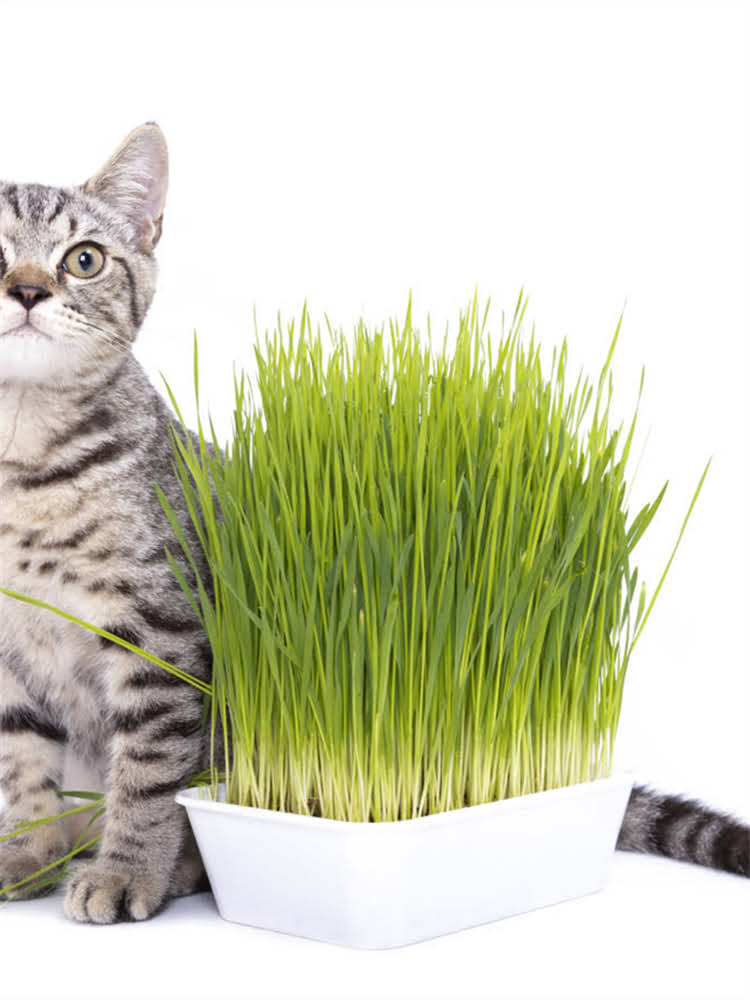 图片 艾尔狗粮客服服务全：7×24小时在线通道与智能售后系统.jpg