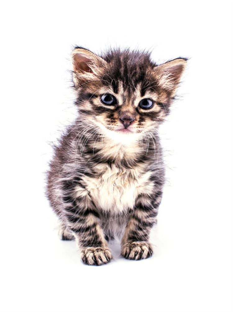 图片 艾尔狗粮客服服务全：7×24小时在线通道与智能售后系统1.jpg