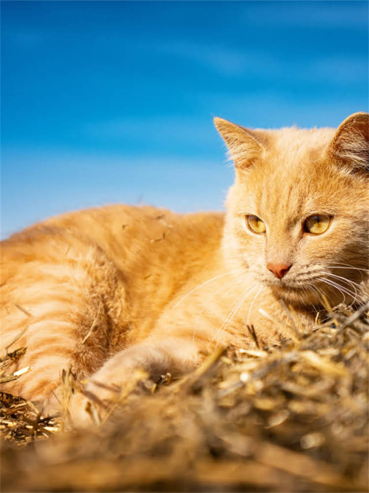 图片 艾尔狗粮客服服务全：7×24小时在线通道与智能售后系统2.jpg