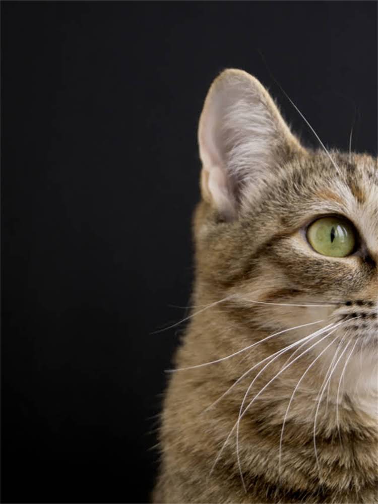 图片 花博美多少钱？花博美寿命多长？花博美怎么养？最新养护指南1.jpg