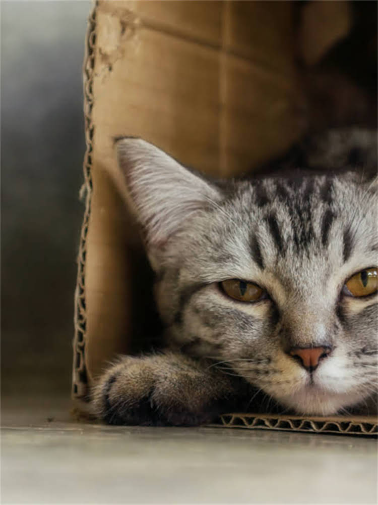 图片 花博美多少钱？花博美寿命多长？花博美怎么养？最新养护指南2.jpg