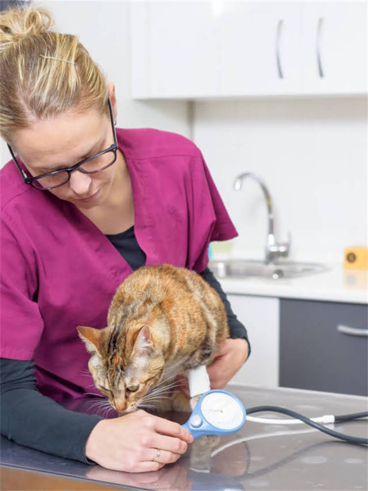 图片 花色贵宾犬纯种吗？3步教你辨别品种真伪！附养护指南🐾.jpg