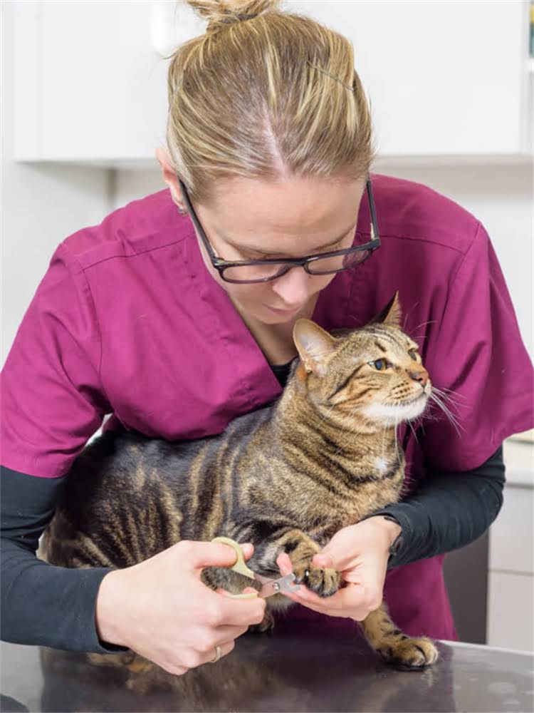 图片 花色贵宾犬纯种吗？3步教你辨别品种真伪！附养护指南🐾2.jpg