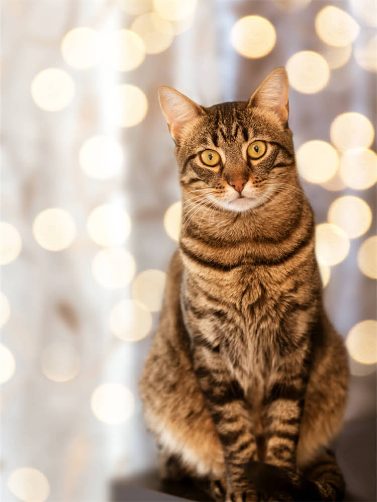 图片 英国冻干猫粮十大品牌排行榜：如何挑选最适合主子的冻干零食？1.jpg