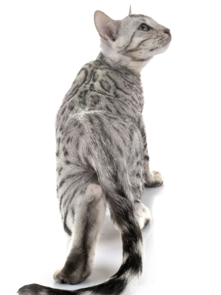 图片 英国海洋之星狗粮官网：天然海产配方，科学配比打造高端宠物营养方案.jpg