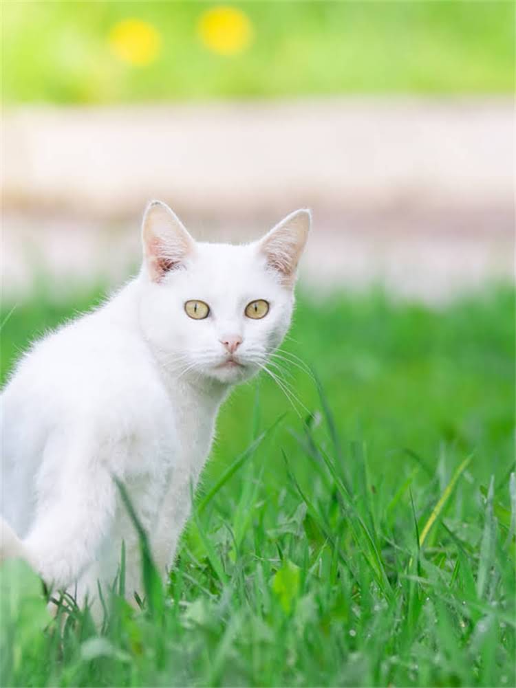 图片 英国海洋之星狗粮官网：天然海产配方，科学配比打造高端宠物营养方案1.jpg