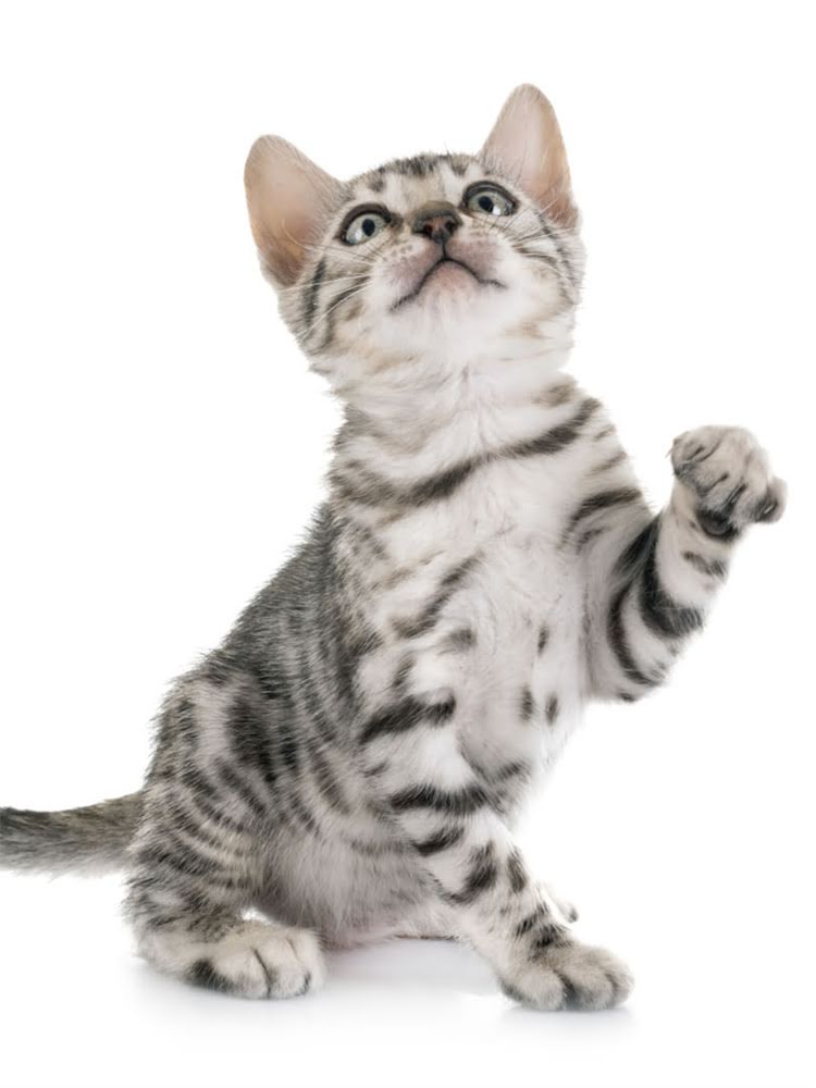 图片 英国短毛猫幼猫期大闹猫行为与科学养护指南2.jpg