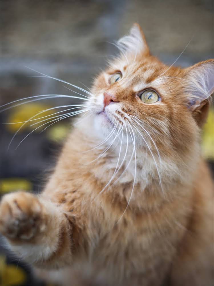 图片 英短爱吃什么猫粮？资深兽医推荐5种最佳猫粮及选购指南（附品牌清单）.jpg