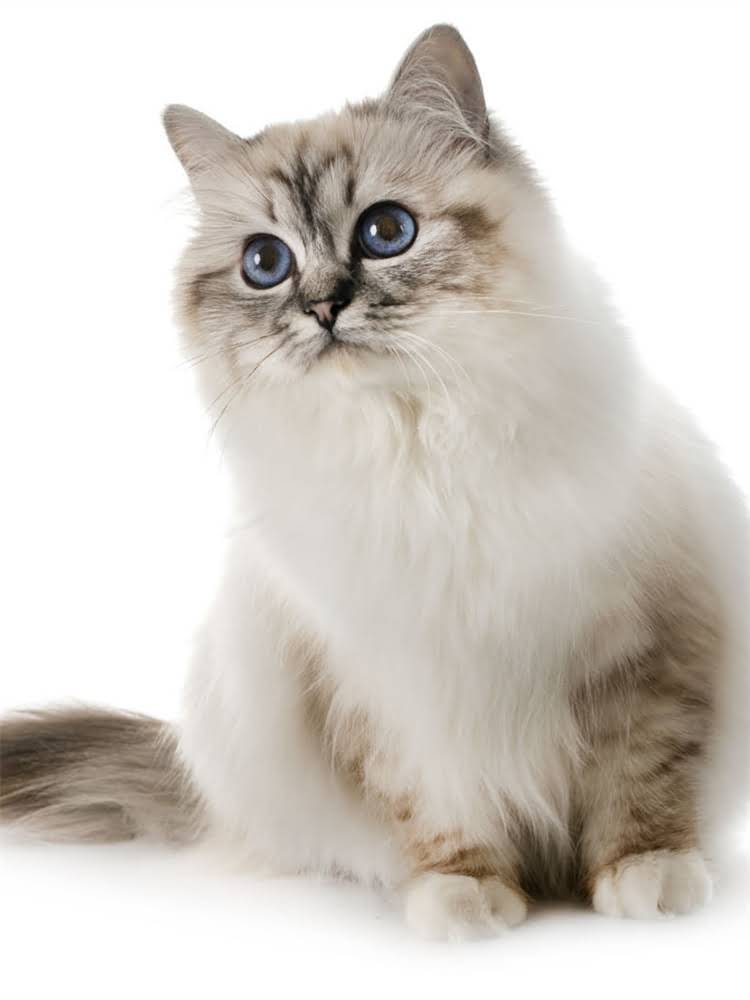图片 英短猫主粮怎么选？超全猫粮推荐及喂养指南（附品牌排行榜）1.jpg