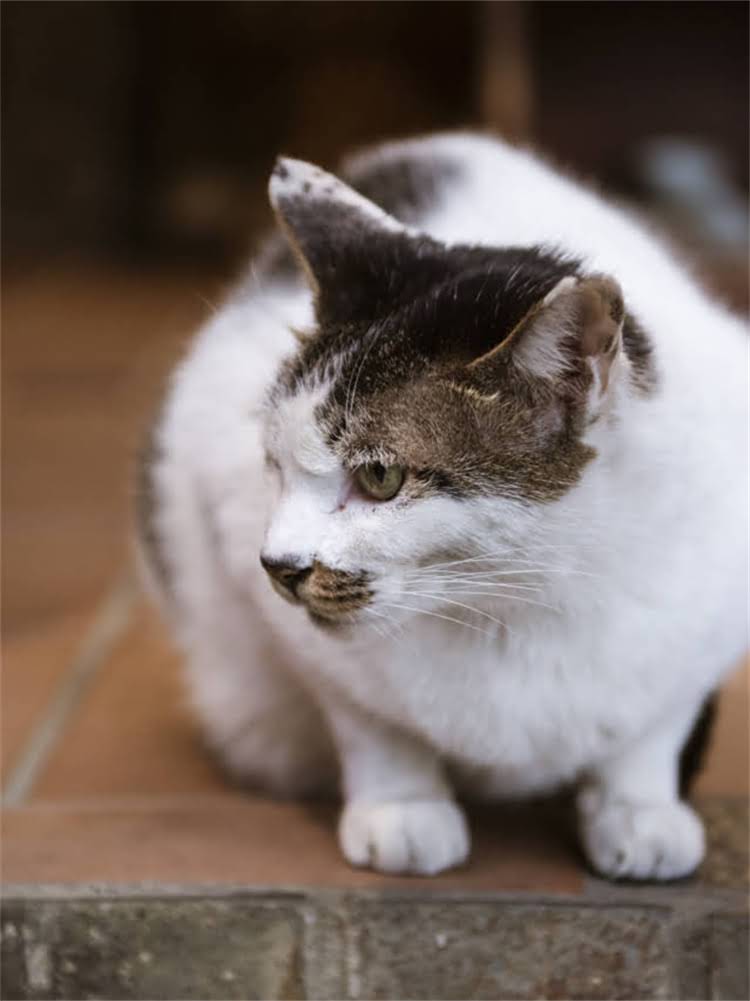 图片 英短猫最佳猫粮推荐指南：科学喂养方案+避坑攻略.jpg