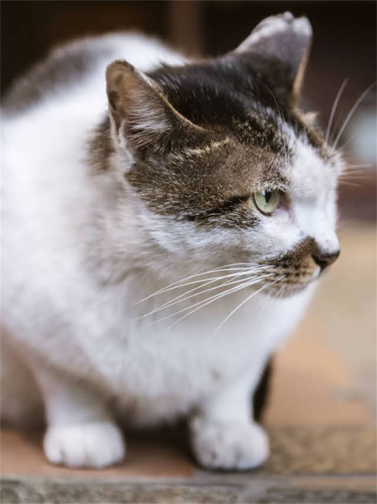 图片 英短猫最佳猫粮推荐指南：科学喂养方案+避坑攻略2.jpg