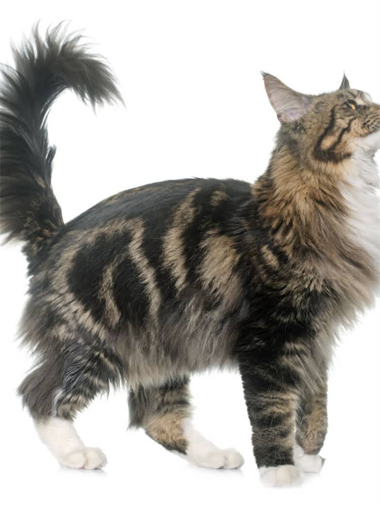 图片 英短猫粮怎么选？科学喂养指南：幼猫成猫专用粮推荐+避坑技巧.jpg